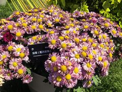 -上海植物园-4号门售票处