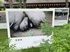 -野象谷景区