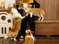 -柯斗斗主题餐厅·狗咖·围炉煮茶·茶饮(国瑞升平里店)