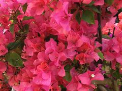 -双季花艺园艺市场(浦东店)