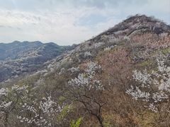 -大岭沟猕猴桃谷风景区