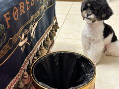 -BABIT巴比特宠物(MOMOPARK店)