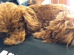 -多卡布奇宠物生活馆(上林世家店)