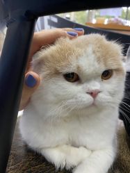 -柚子•猫美睫美甲