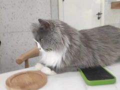 -喵园·猫主题咖啡厅·撸猫·猫咖(国贸店)