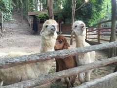 -清迈夜间动物园