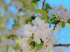 -海棠花溪(元大都城垣遗址公园)
