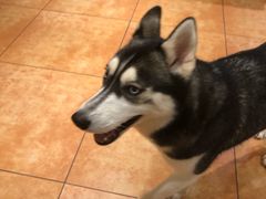 -more than meow吴止猫主题餐厅(承德 中船汇店)