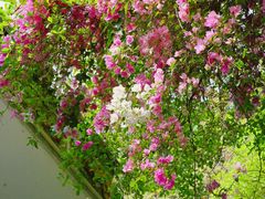 -深圳国际园林花卉博览园