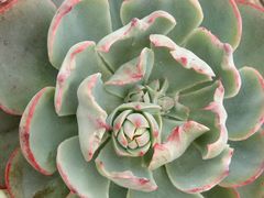 -龙大花卉苗木市场