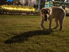-瑞鹏宠物医院·骨科·猫科·内科(第一中心)