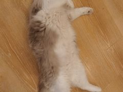 -猫咪派对(江南西店)