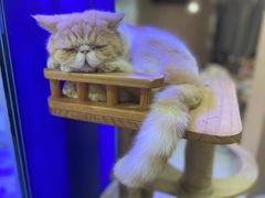 -喵园·猫主题咖啡厅·撸猫·猫咖(国贸店)