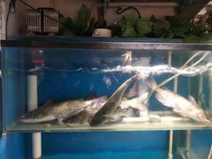 水产区-老板恋上鱼(印象城店)