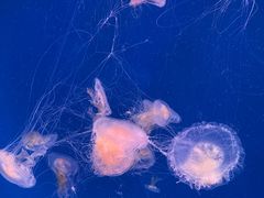-江和美海洋公园