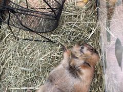 -有猫主题·治愈系猫咖(曾厝垵店)