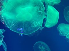 -成都浩海立方海洋公园