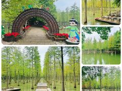 -泗洪洪泽湖湿地景区