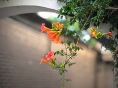 -北京国子监胡同