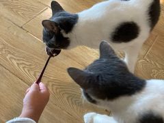 -Cappucimeow猫咪咖啡馆(韦伯时代店)
