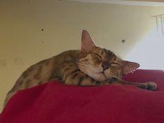 -猫色咖啡·猫咖