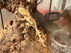 -酷以爬仙阁实体爬宠店·守宫·蜥蜴·专业繁育