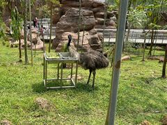 -新加坡飞禽公园