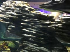 -苏州海洋馆
