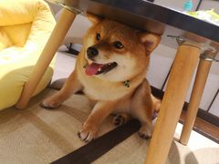 -逗柴咖啡屋·狗咖猫咖宠物桌游
