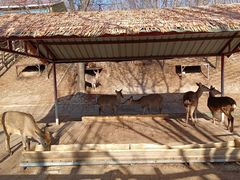 -北京鹿世界主题园