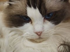 -滚猫咖啡·猫咖·猫友好撸猫(未来城店)