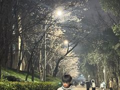 -武汉大学-樱园