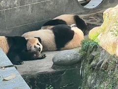 -中国大熊猫保护研究中心雅安碧峰峡基地