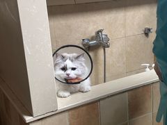 -佳雯宠物医院·皮肤科·内外科(春晓路分院)