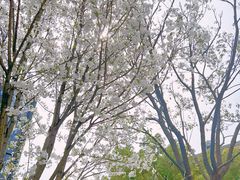 -中山公园