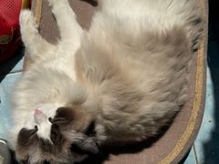 -八公叔叔宠物美容连锁(春申店)