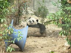 -成都动物园