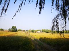 -长兴太湖图影湿地文化园