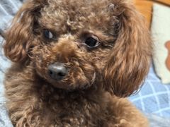 -艾贝尔宠物医院 ·内科全科(梁溪路店)