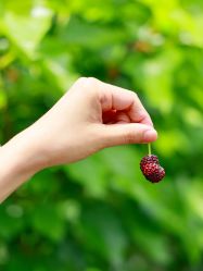 -太湖雪蚕桑文化园