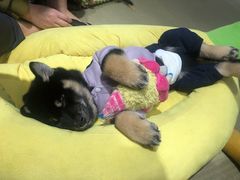 -逗柴咖啡屋·狗咖猫咖宠物桌游