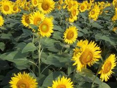 -瑶湖郊野森林公园