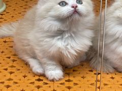 -欣宠猫屋·矮脚拿破仑·蓝金金渐层