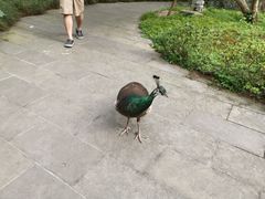 -都江堰普照寺