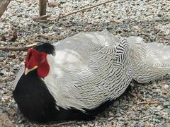 -青藏高原野生动物园