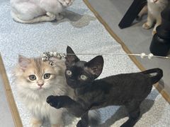 -琪喵猫屋·撸猫猫咖·猫舍