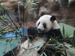 -成都动物园