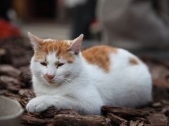 -龙华素斋(龙华路店)