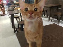 -飞行喵MR PILOT|猫舍·猫咖(静安大融城店)