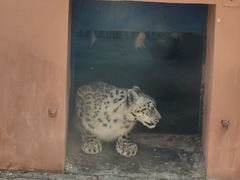 -青藏高原野生动物园